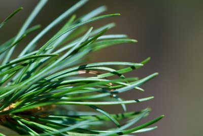 Pinus parviflora - borovice drobnokvětá - jehlice2